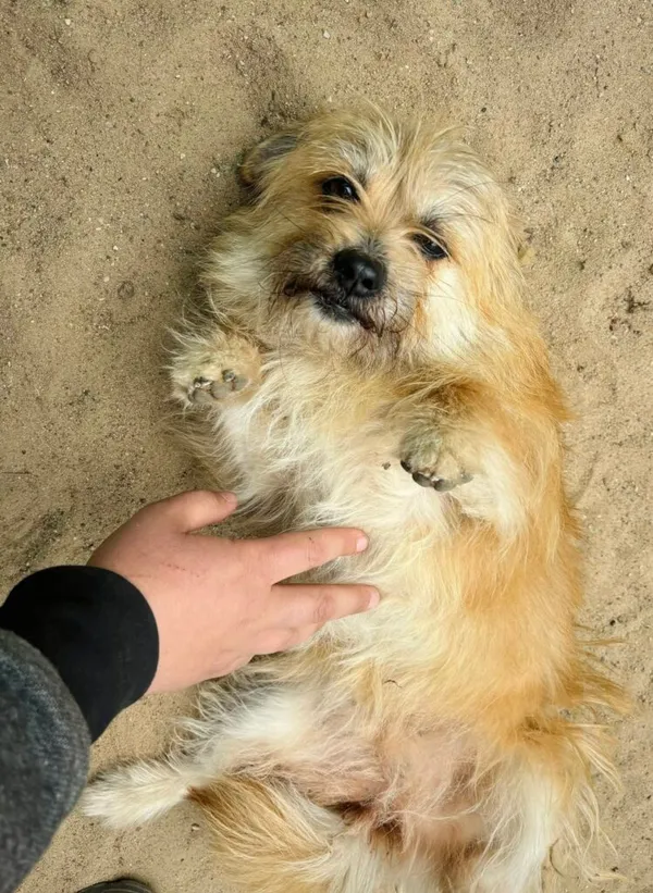 Pies do adopcji, Przyborówko, 12 maja 2025 (2/3)