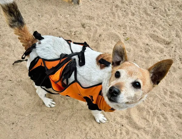 Pies do adopcji, Przyborówko, 12 maja 2025 (1/3)