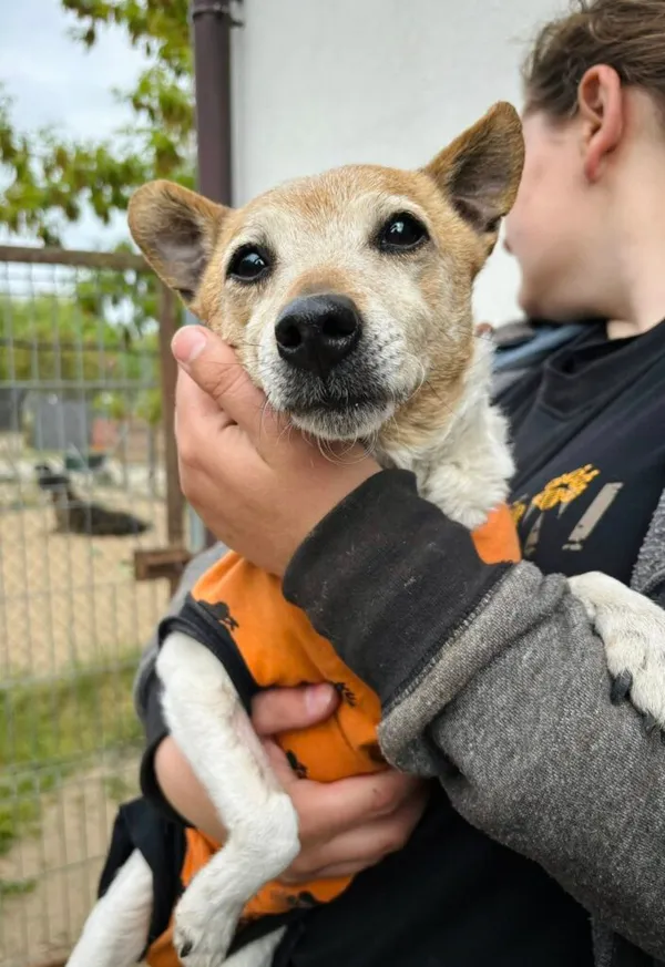 Pies do adopcji, Przyborówko, 12 maja 2025 (2/3)