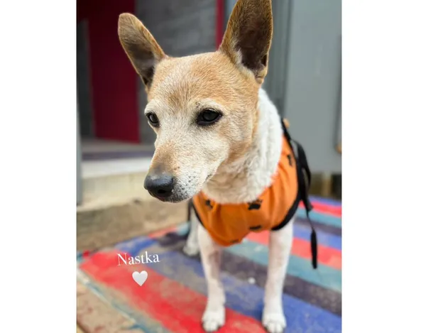 Pies do adopcji, Przyborówko, 12 maja 2025 (3/3)