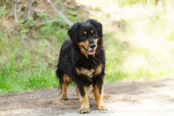 Pies do adopcji, Nowodwór, 12 maja 2025 (1/5)