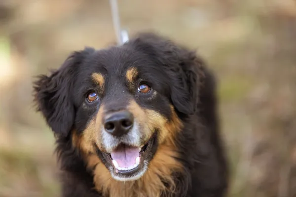 Pies do adopcji, Nowodwór, 12 maja 2025 (3/5)