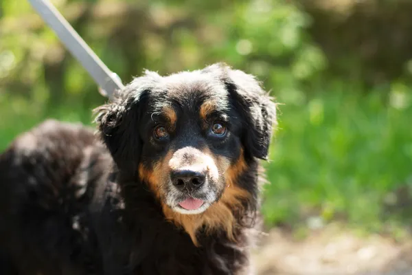 Pies do adopcji, Nowodwór, 12 maja 2025 (4/5)