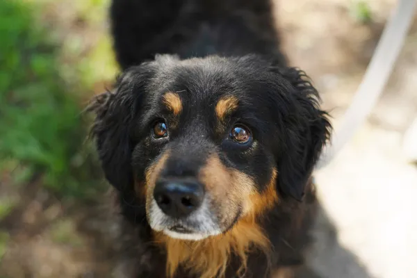 Pies do adopcji, Nowodwór, 12 maja 2025 (5/5)