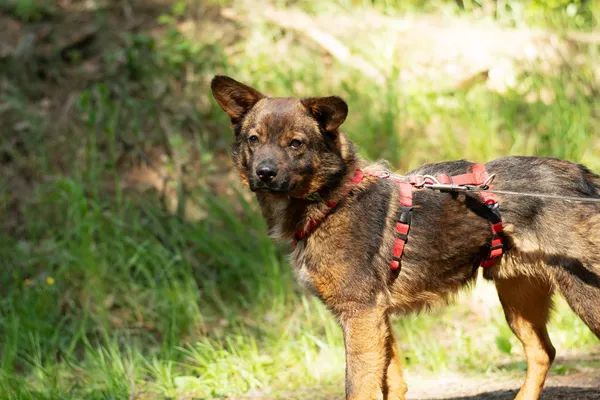 Pies do adopcji, Nowodwór, 12 maja 2025 (4/5)