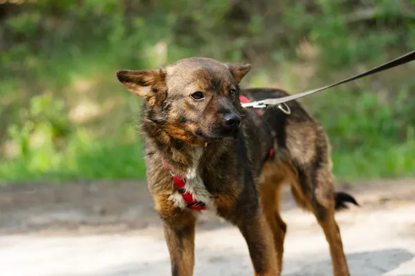 Pies do adopcji, Nowodwór, 12 maja 2025 (5/5)