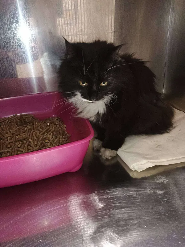 Kot do adopcji, Włocławek, 12 maja 2025