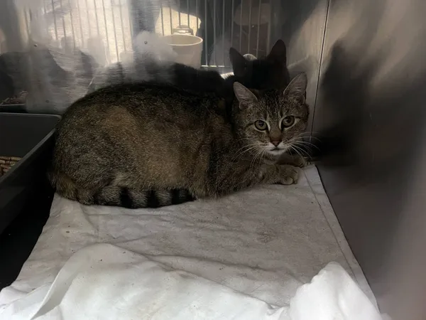 Kot do adopcji, Włocławek, 12 maja 2025