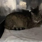 Kot do adopcji