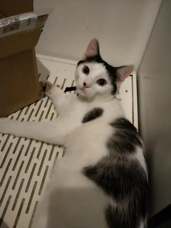 Zaginął kot, Wrocław, Grabiszyn, 13 maja 2025