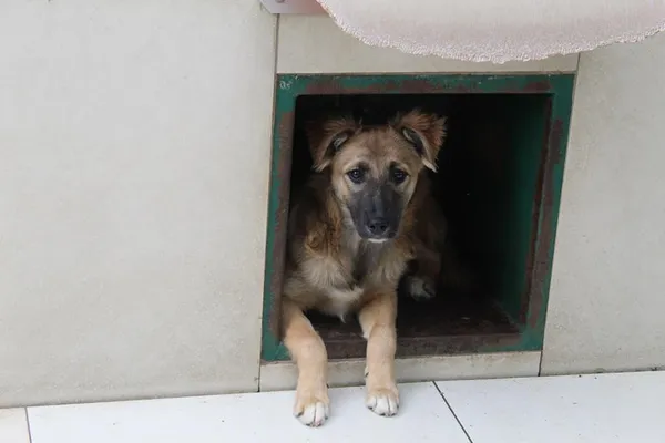 Pies do adopcji, Bełchatów, 13 lutego 2024 (1/5)