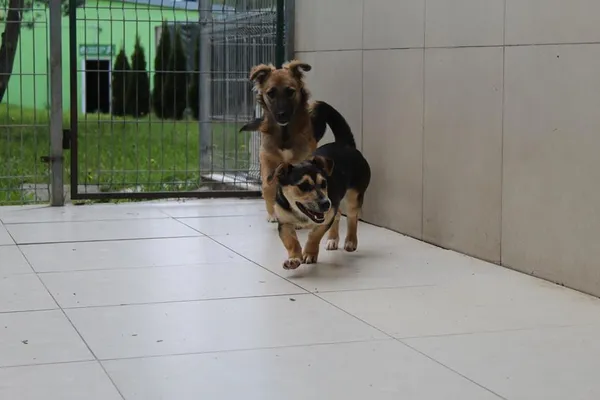 Pies do adopcji, Bełchatów, 13 lutego 2024 (3/5)