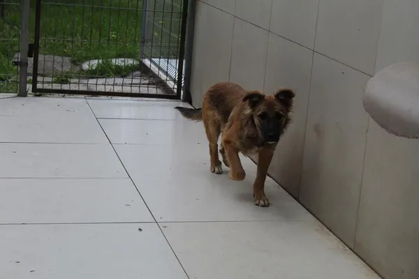 Pies do adopcji, Bełchatów, 13 lutego 2024 (4/5)