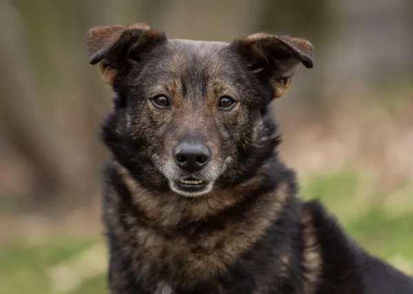 Pies do adopcji, Bełchatów, 30 listopada 2023 (1/5)
