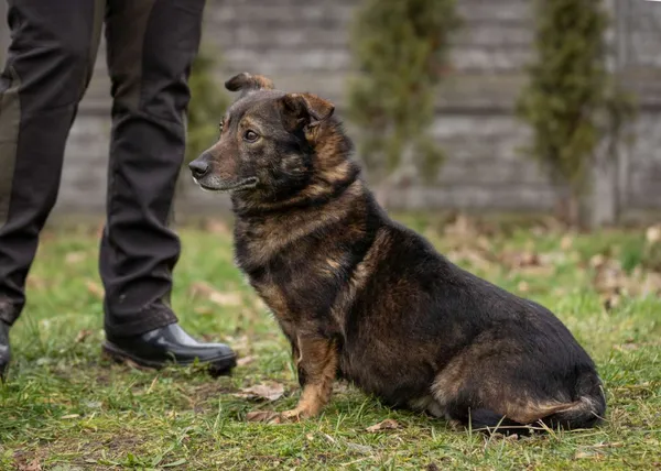 Pies do adopcji, Bełchatów, 30 listopada 2023 (2/5)