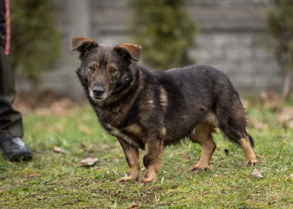 Pies do adopcji, Bełchatów, 30 listopada 2023 (3/5)