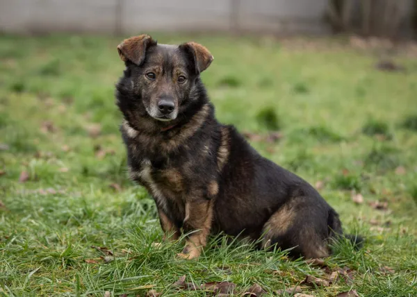 Pies do adopcji, Bełchatów, 30 listopada 2023 (4/5)