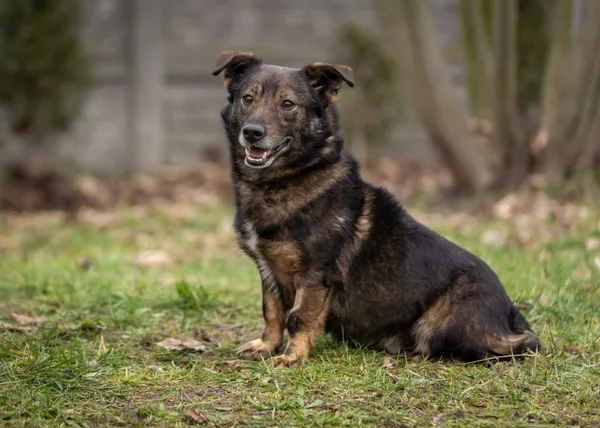 Pies do adopcji, Bełchatów, 30 listopada 2023 (5/5)