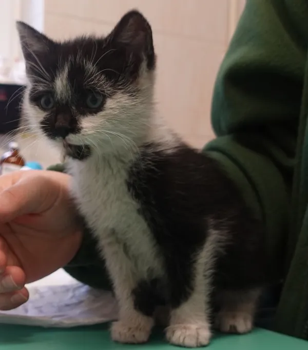 Znaleziono kota, Gdańsk, 13 maja 2025