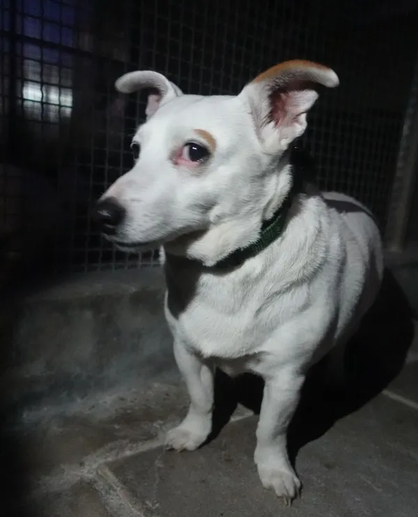 Znaleziono psa, Gdańsk, 13 maja 2025