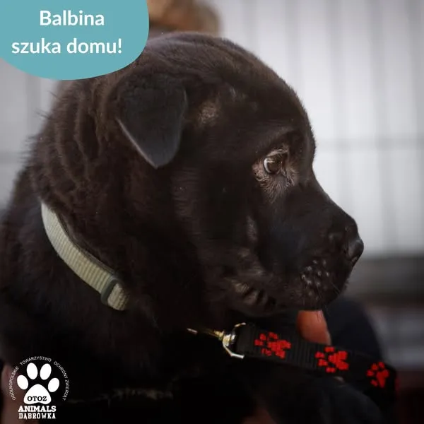 Pies do adopcji, Dąbrówka, 13 maja 2025 (2/5)