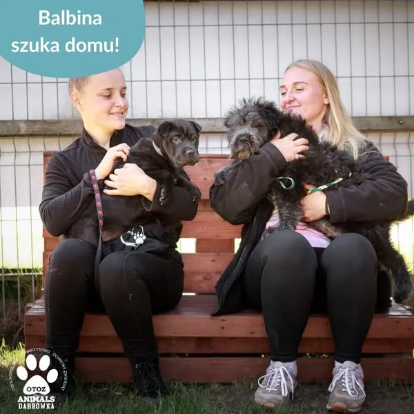 Pies do adopcji, Dąbrówka, 13 maja 2025 (3/5)