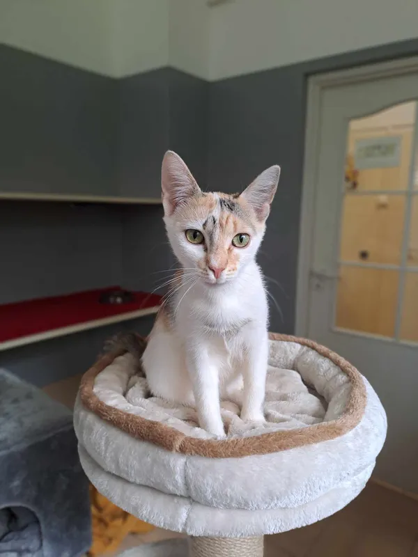 Kot do adopcji, Olsztyn, 18 kwietnia 2025 (1/2)