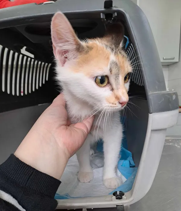 Kot do adopcji, Olsztyn, 18 kwietnia 2025 (2/2)