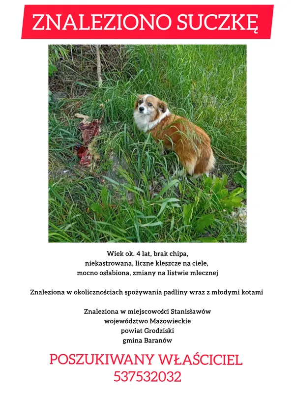 Znaleziono psa, Stanisławów, 13 maja 2025 (1/2)