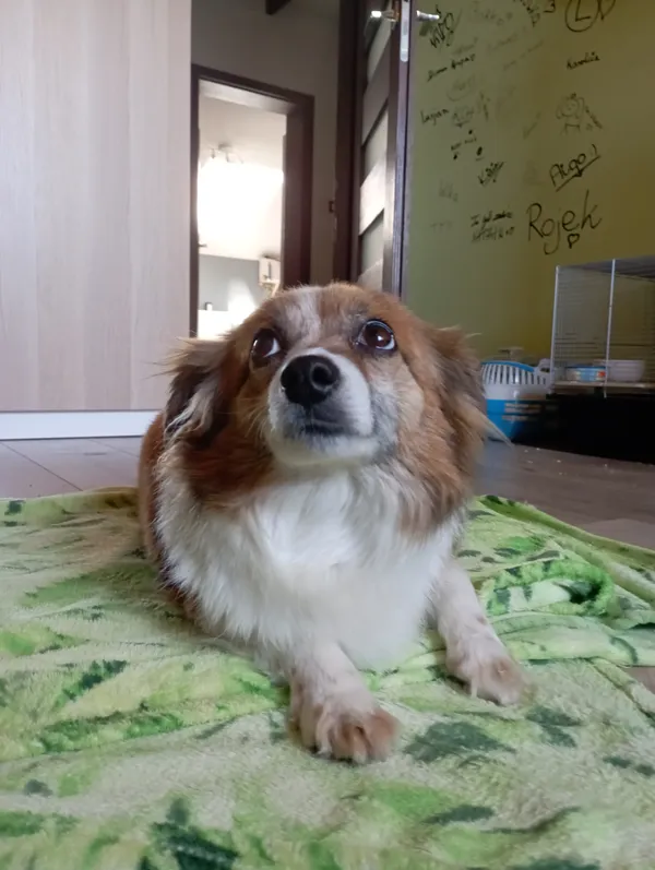 Znaleziono psa, Stanisławów, 13 maja 2025 (2/2)