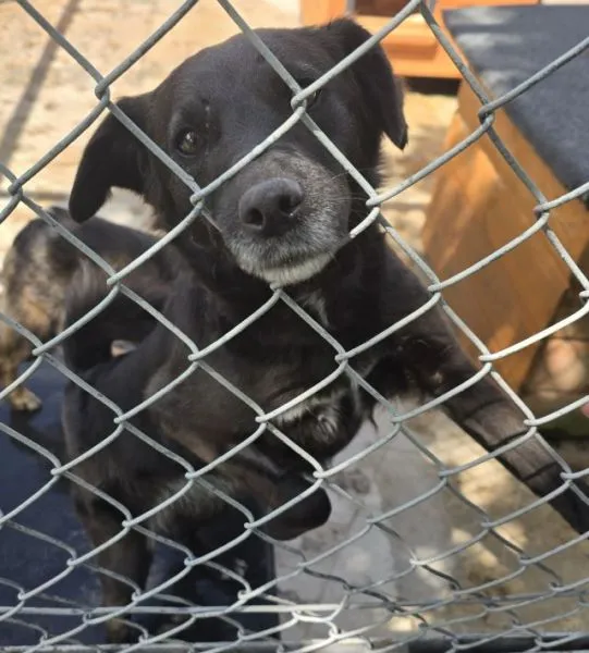 Znaleziono psa, Radom, 13 maja 2025