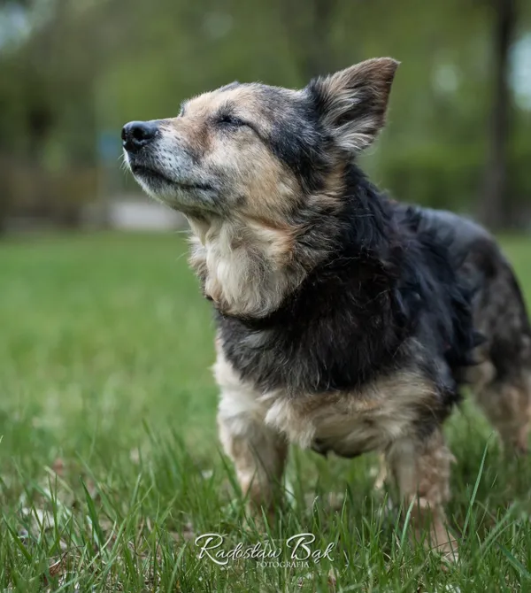 Pies do adopcji, Konin, 28 lutego 2025 (1/3)