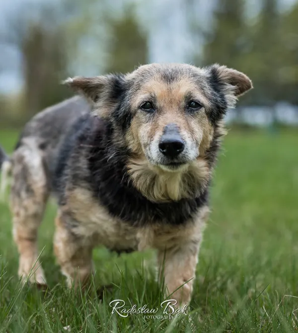 Pies do adopcji, Konin, 28 lutego 2025 (2/3)