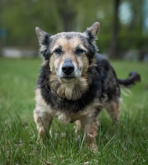 Pies do adopcji, Konin, 28 lutego 2025 (3/3)