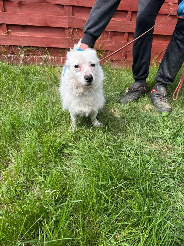 Znaleziono psa, Czartki, 13 maja 2025