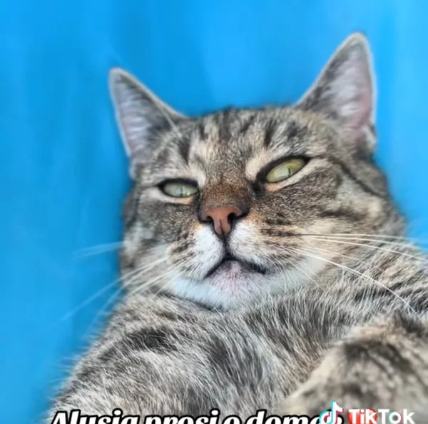 Kot do adopcji, Radom, 6 września 2025