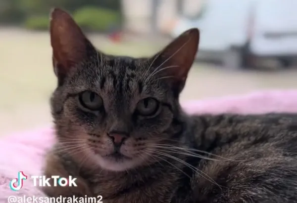 Kot do adopcji, Radom, 2 lipca 2025