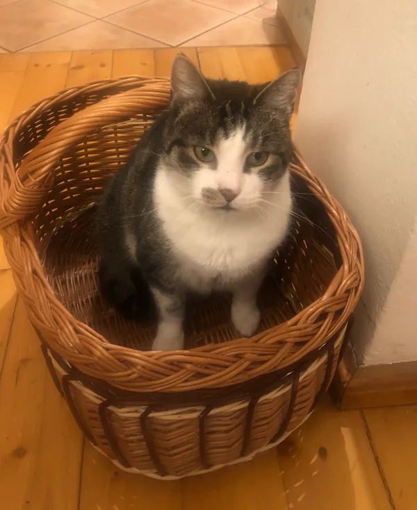 Zaginął kot, Wrocław, Muchobór Mały, 13 maja 2025 (2/2)