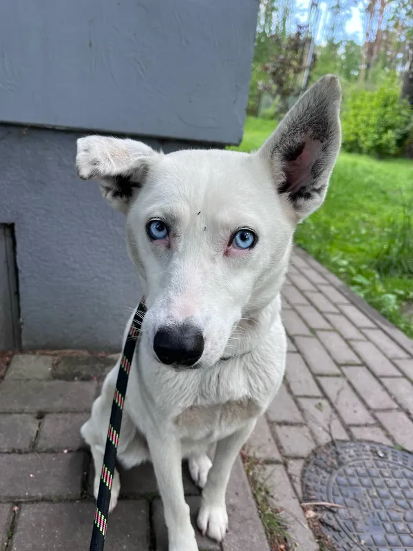 Pies do adopcji, Włocławek, 12 maja 2025 (3/4)