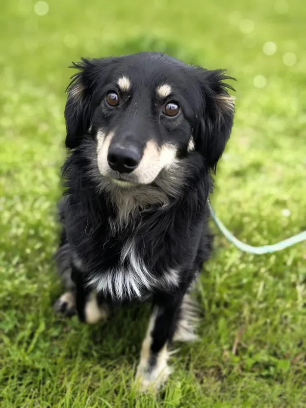 Pies do adopcji, Bełchatów, 15 kwietnia 2025 (1/5)