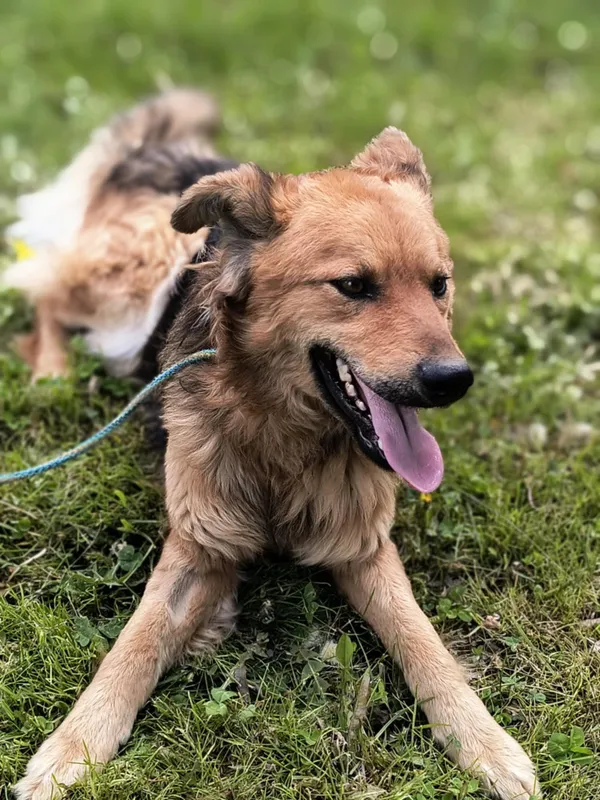 Pies do adopcji, Bełchatów, 21 marca 2025 (1/5)