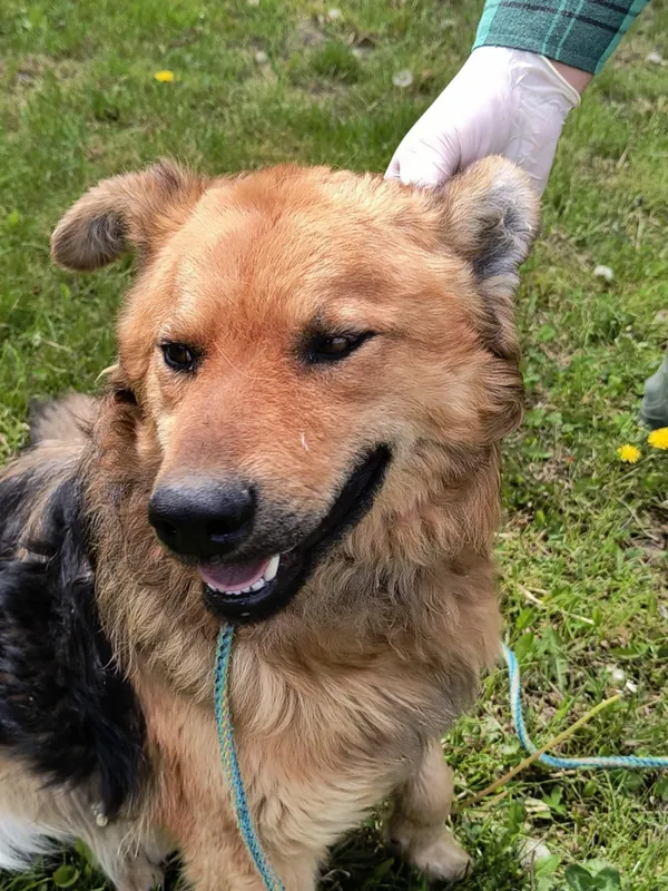 Pies do adopcji, Bełchatów, 21 marca 2025 (2/5)