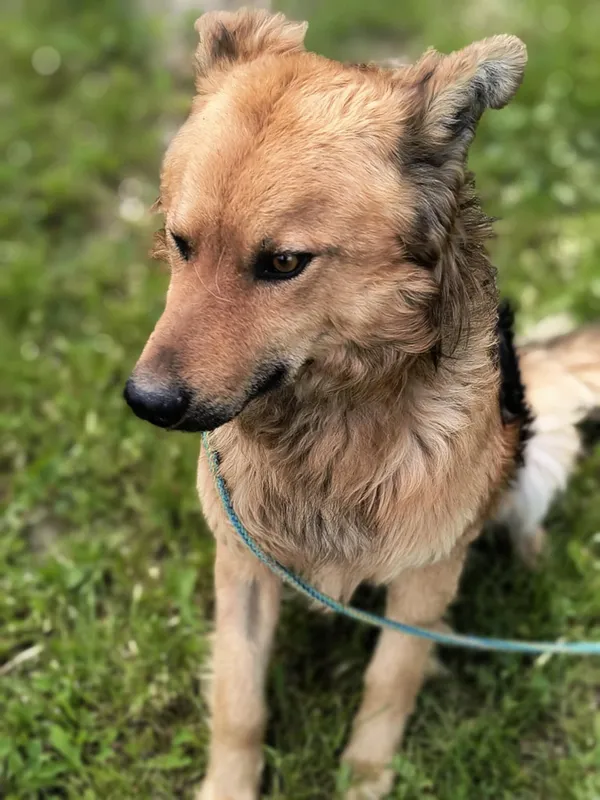 Pies do adopcji, Bełchatów, 21 marca 2025 (3/5)