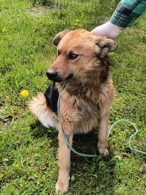 Pies do adopcji, Bełchatów, 21 marca 2025 (4/5)