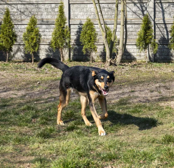 Pies do adopcji, Bełchatów, 28 października 2024 (2/5)
