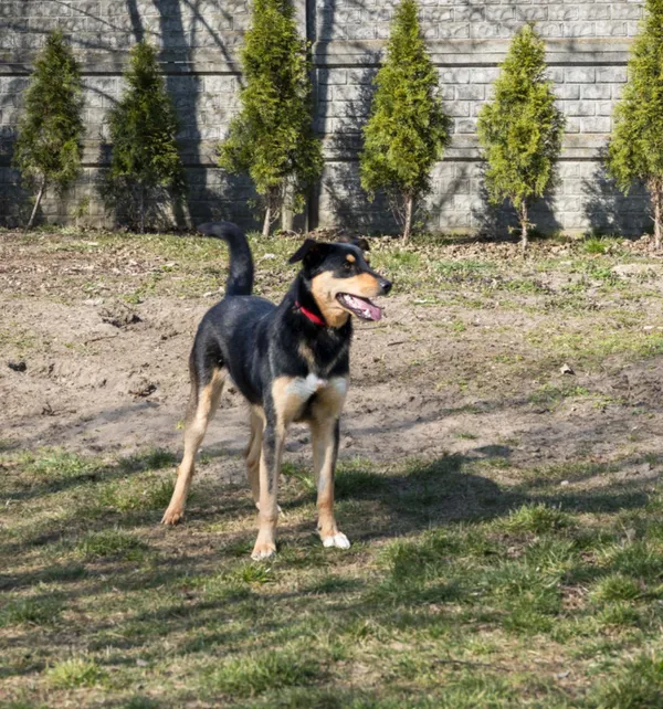 Pies do adopcji, Bełchatów, 28 października 2024 (4/5)