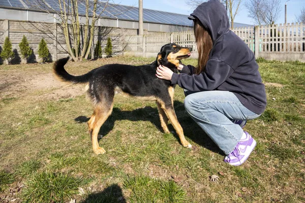 Pies do adopcji, Bełchatów, 28 października 2024 (5/5)