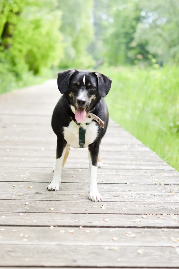 Znaleziono psa, Sosnowiec, 12 maja 2025 (1/5)