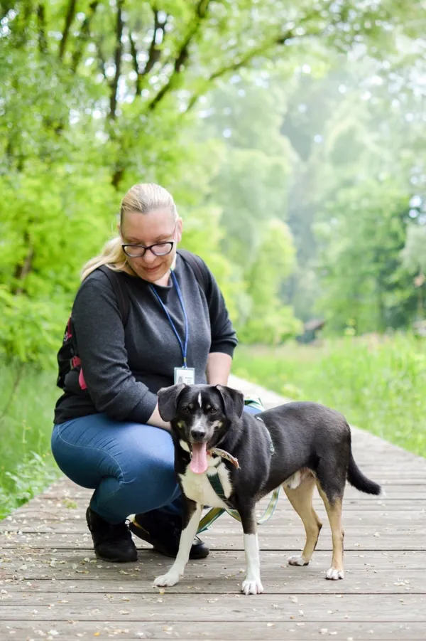 Znaleziono psa, Sosnowiec, 12 maja 2025 (2/5)