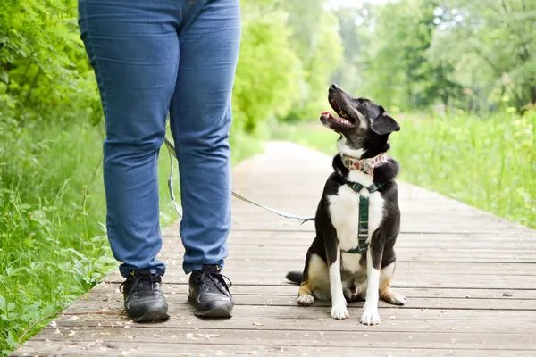 Znaleziono psa, Sosnowiec, 12 maja 2025 (5/5)